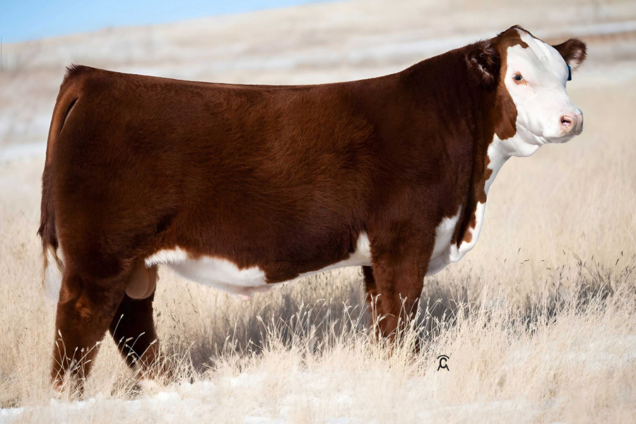 a red and white bull